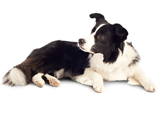 Happy pet — Petoye community